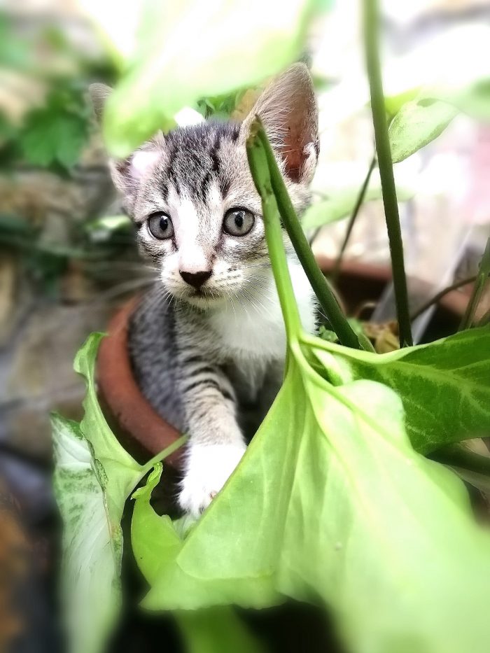 My mini hunter.. Kitkat