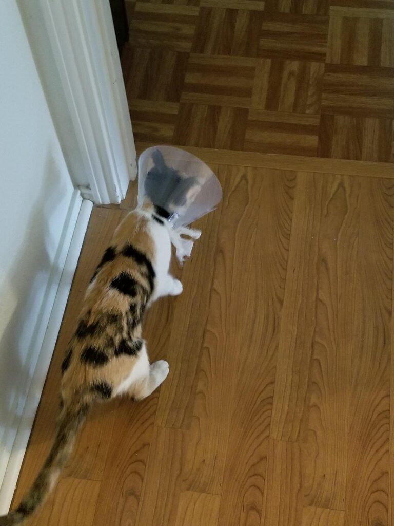 My little cone head! She had surgery yesterday- she got spayed. Shes doing great