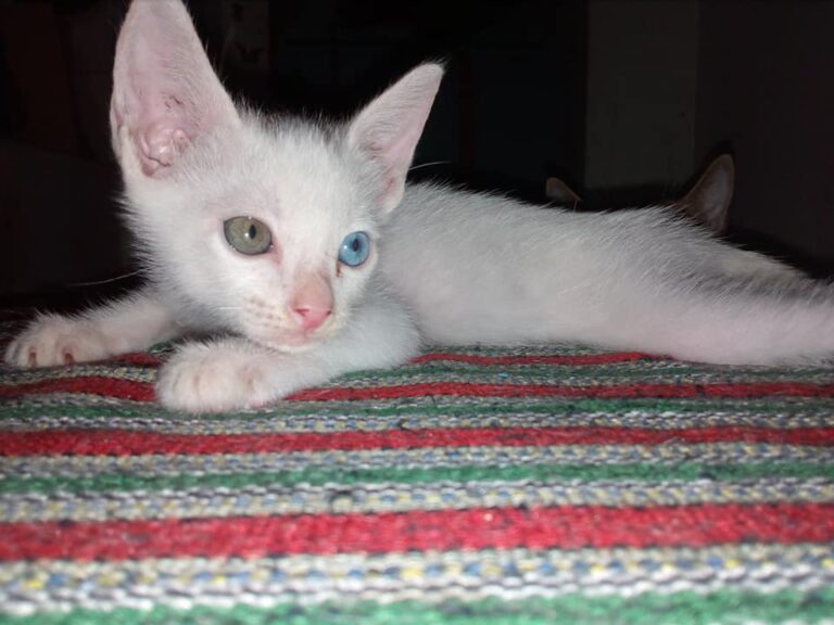 Meet my little boss..gray and blue eyes.its name is Whyny