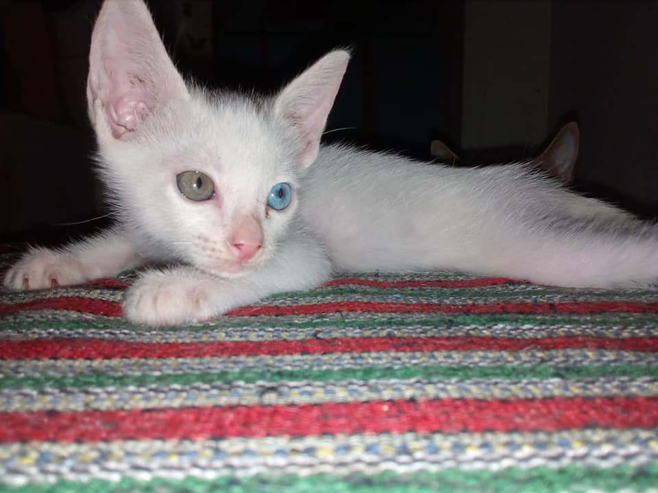 Meet my little boss..gray and blue eyes.its name is Whyny