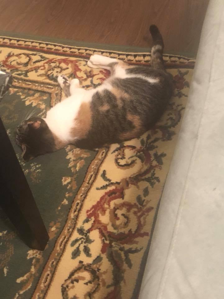 My lady is getting so chubby