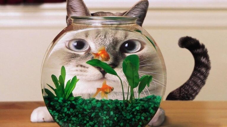Meeeeow