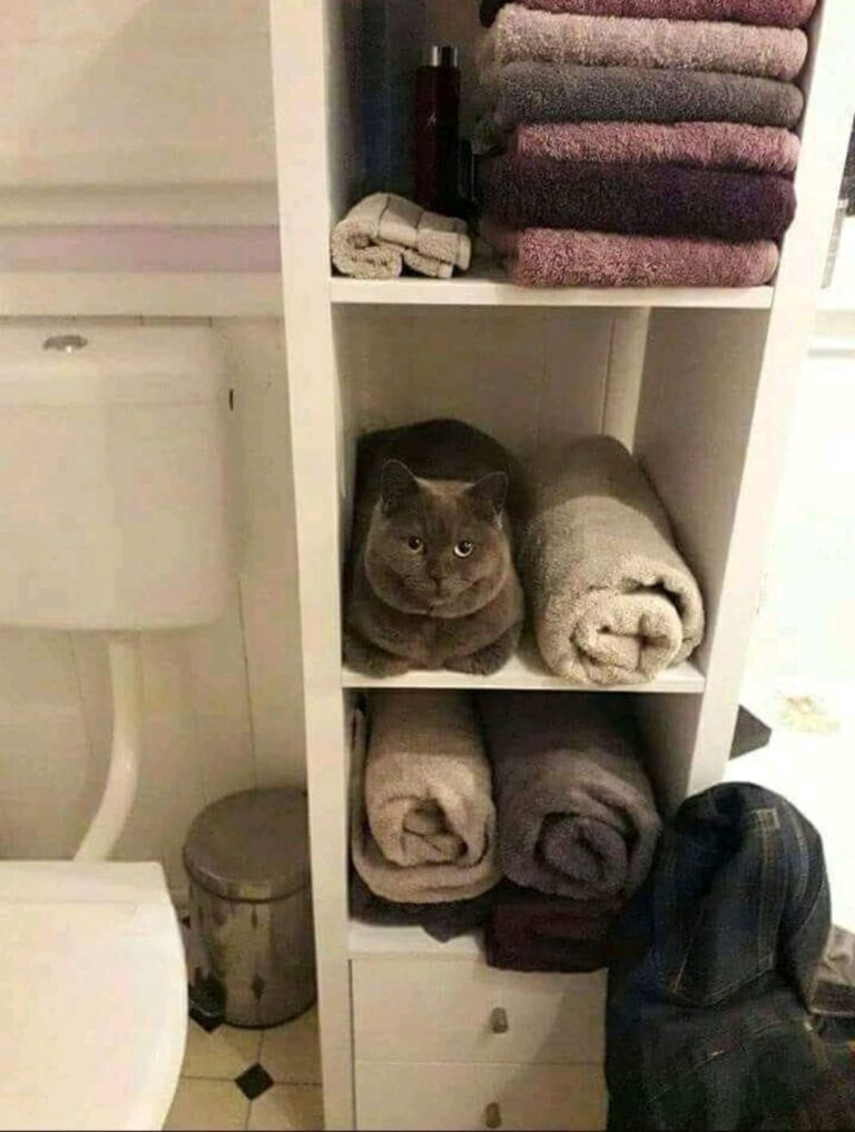 hi hooman! im a towel