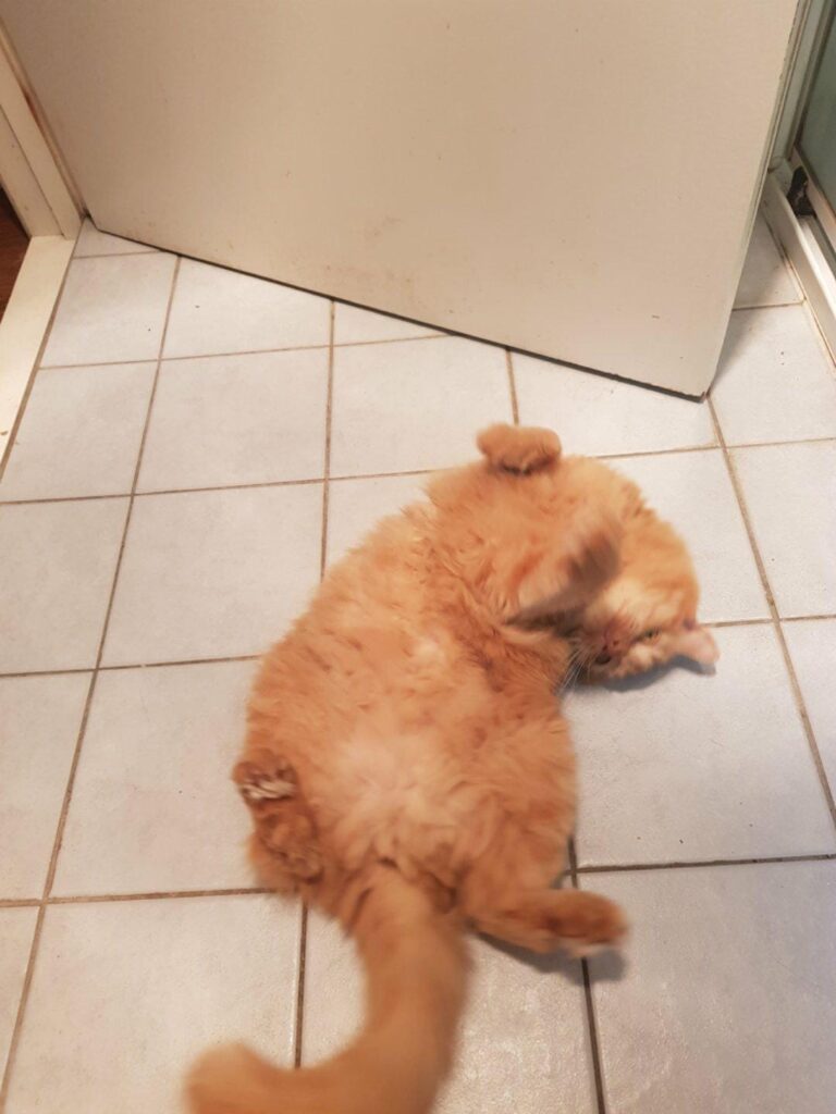 My happy cat
