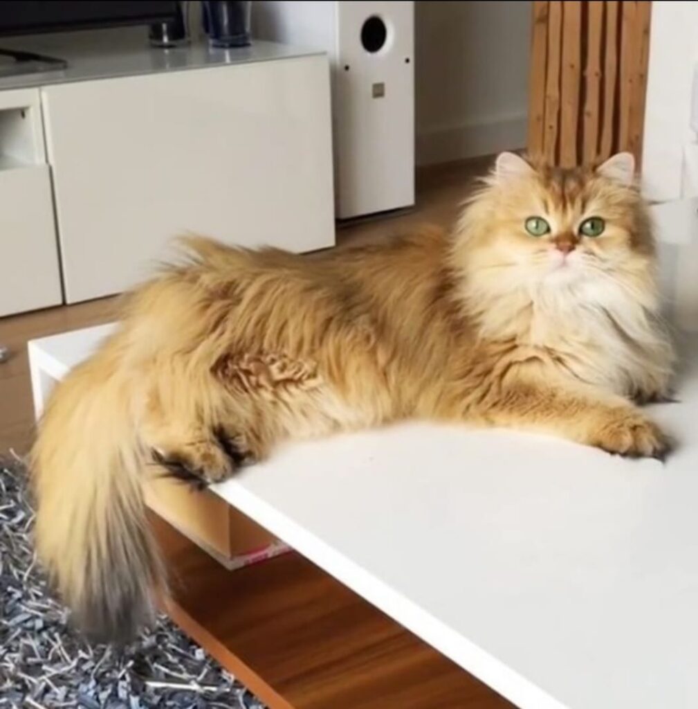 who wants a beautiful cat
