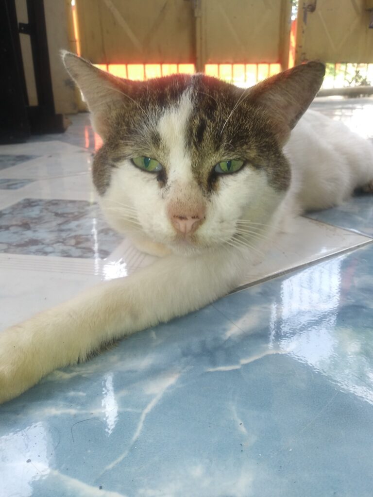 Our adopted...