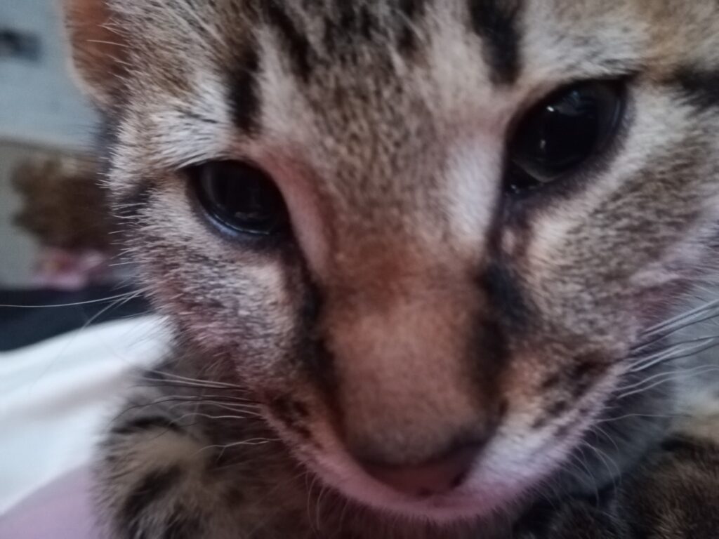 Hey...I'm Mr Chucknorris...what you up to...I'm busy protecting my mommy...she h