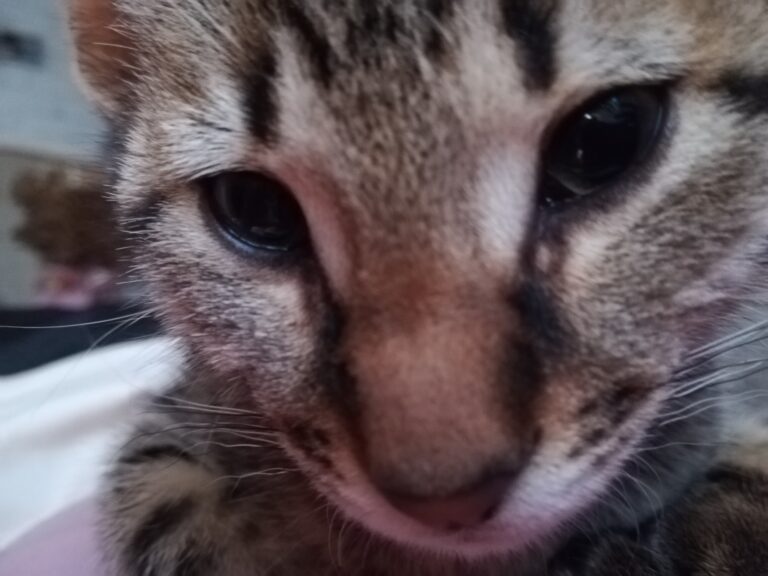 Hey...I'm Mr Chucknorris...what you up to...I'm busy protecting my mommy...she h