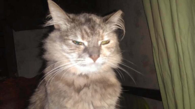 My not so happy little princess in the morning!  OMG, I could have not adopted a