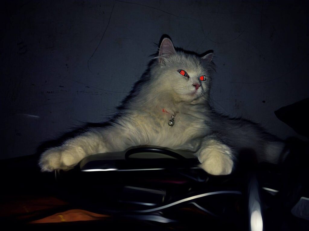 Hi hooman's my name is minnie