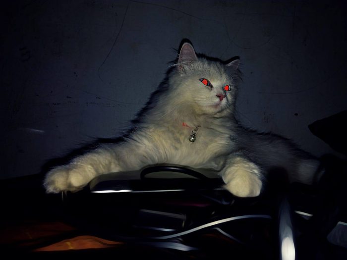 Hi hooman's my name is minnie