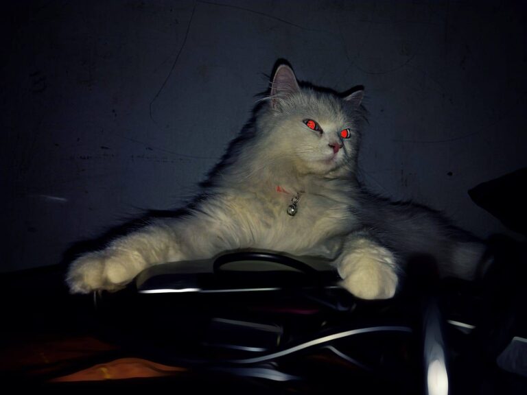 Hi hooman's my name is minnie