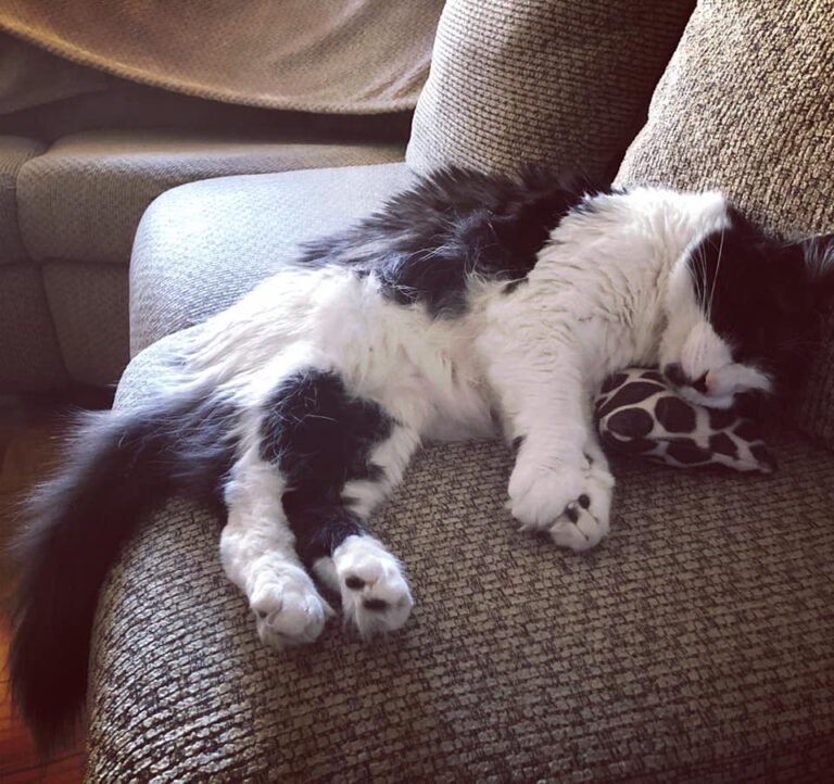 Xander sleeps with a pillow—do your kitties do the same?