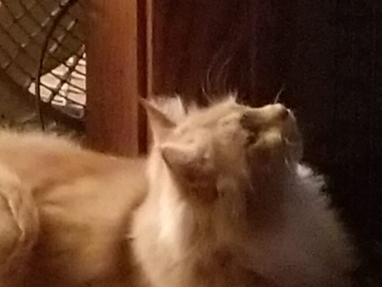 This is my Peanut. I know he looks bathed in angelic light here but dont let tha