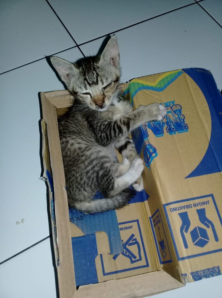 Cleo