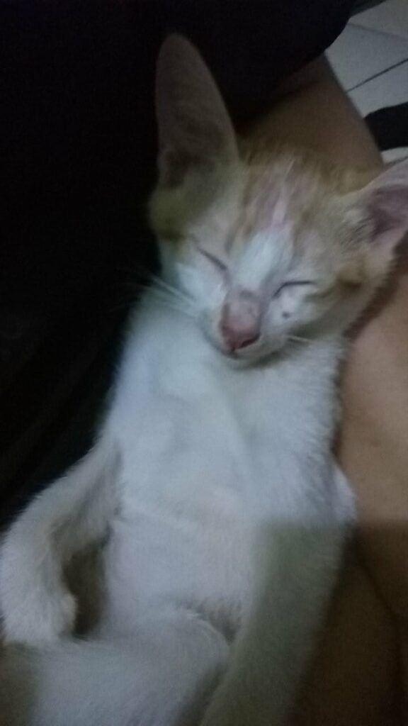 His name is nyong nyong