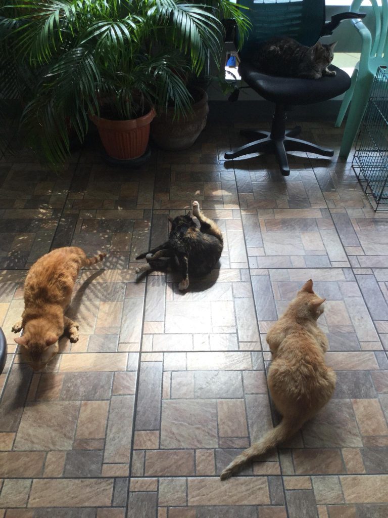 Hello everyone, here are my fur babies busy wiping their bodies and