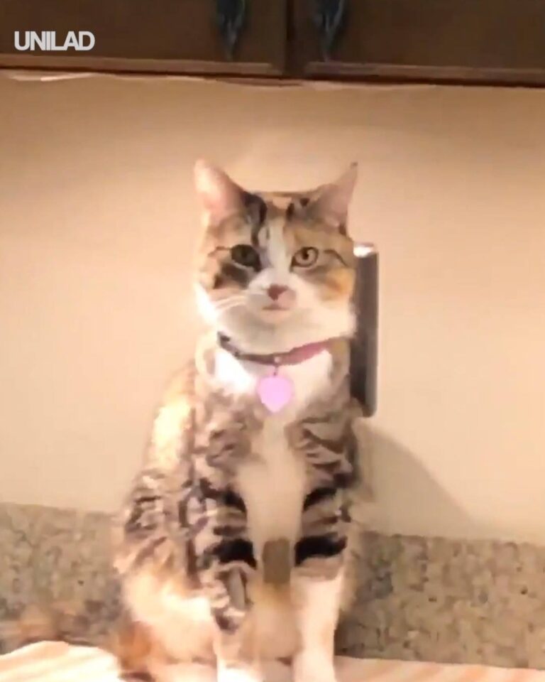 Cat In Kitchen Nods Head At Owner