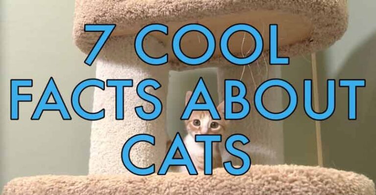 7 Cool Facts About Cats