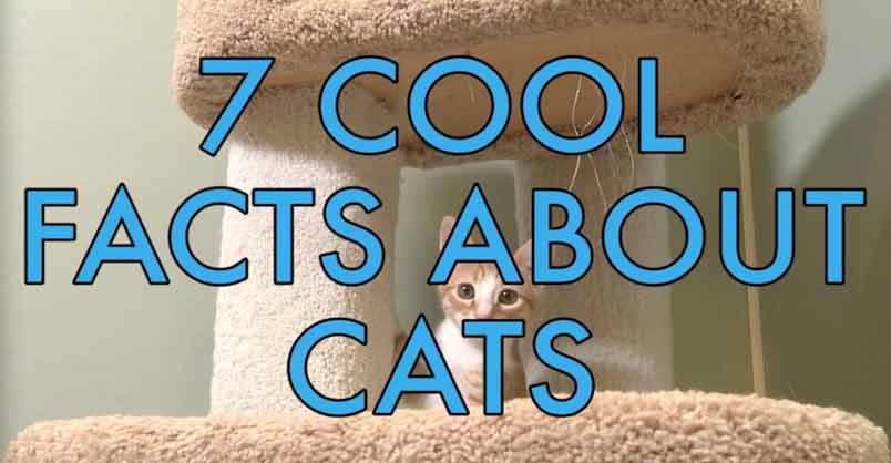 7 Cool Facts About Cats