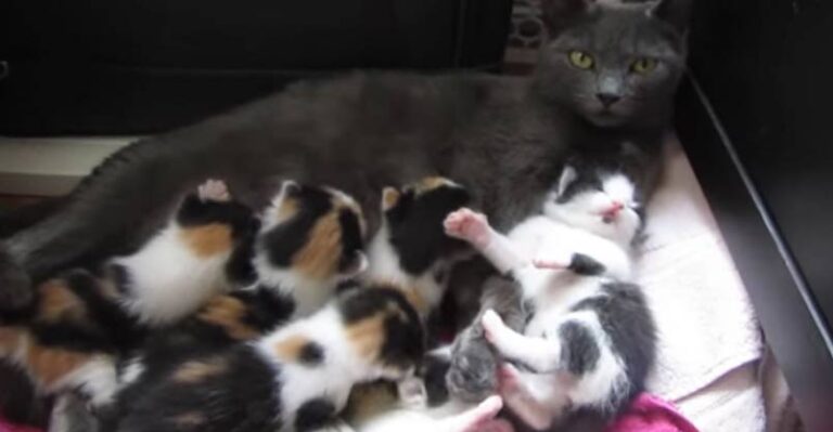 8 Month Old Rescue Cat Nurses 8 Kittens! What a Busy Mama!
