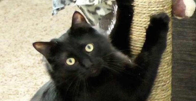 9 Reasons Black Cat Owners are Lucky!