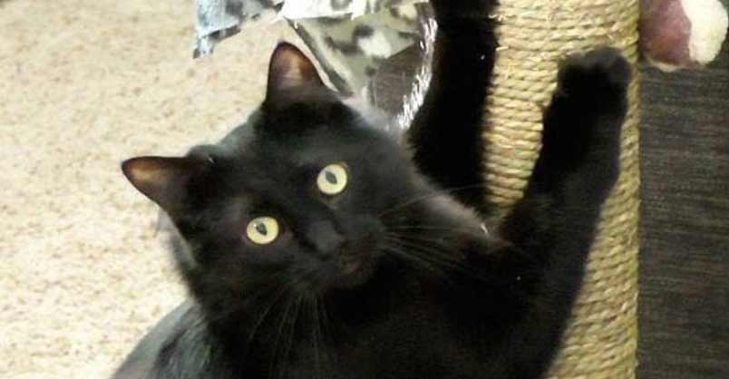 9 Reasons Black Cat Owners are Lucky!