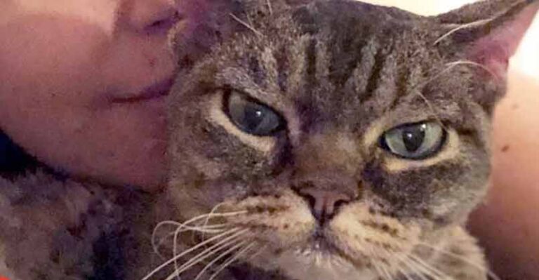 Aggressive Cat Shocks Mom By Becoming A Snugglebug – We Love Cats and