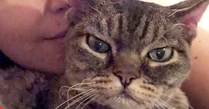 Aggressive Cat Shocks Mom By Becoming A Snugglebug – We Love Cats and