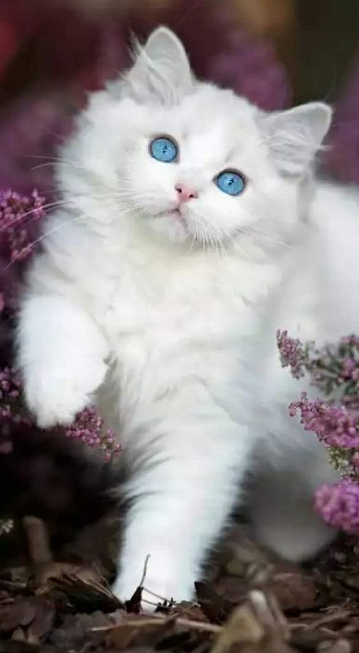 BEAUTIFUL!..and fluffy!