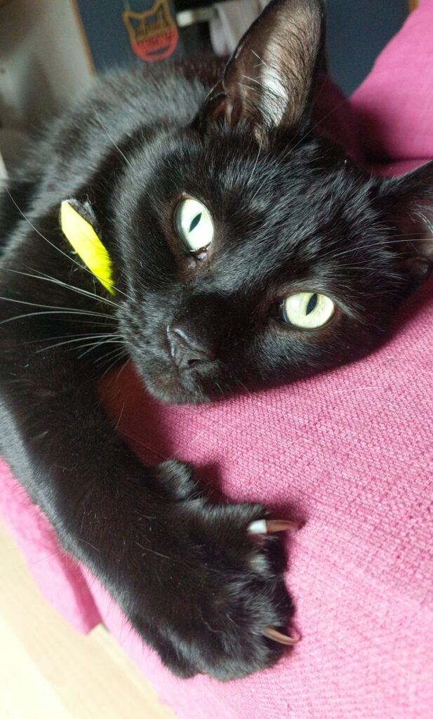Cute Cat Moment