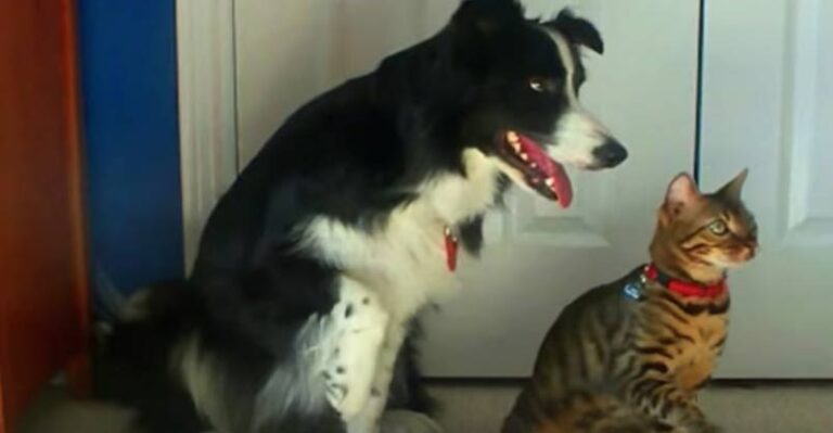 Cat vs Dog – Who Can Do the Best Tricks?