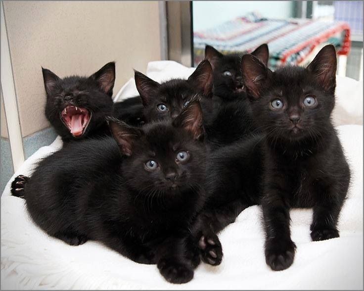 ❤️❤️❤️❤️❤️ Black Cats