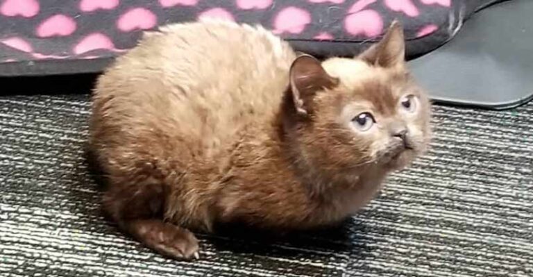 Blind Mini Cat Gives Her Mom Kisses – We Love Cats and Kittens