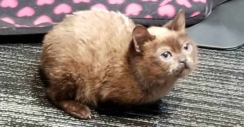 Blind Mini Cat Gives Her Mom Kisses – We Love Cats and Kittens