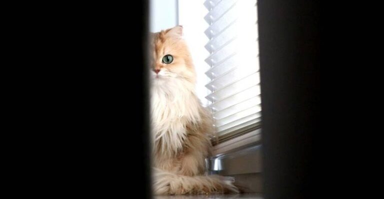 Cat Horror Movie Parody Trailer – We Love Cats and Kittens