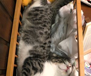 FunnyCatSite