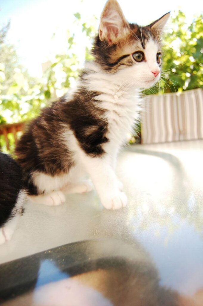 Curious cat.