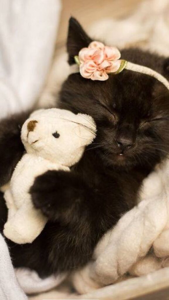 Cuteness-squared