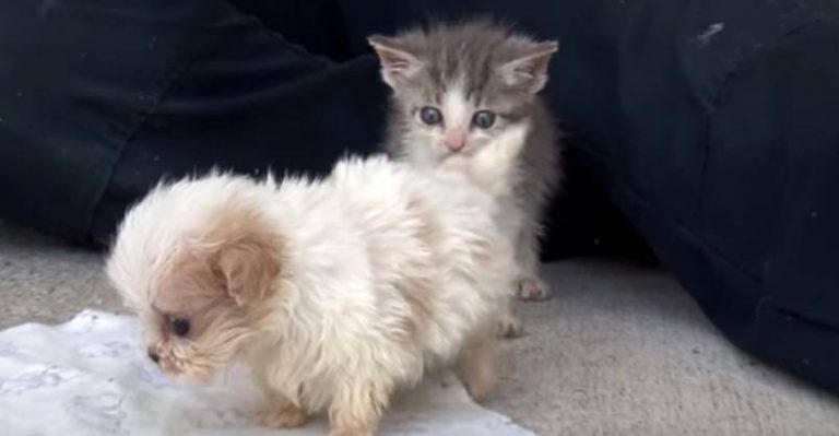 Cutest Rescue Kitten and Puppy Are Best Friends
