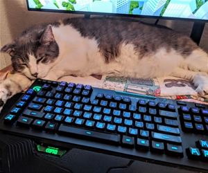 FunnyCatSite