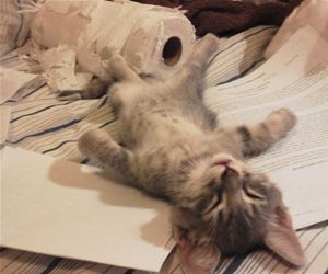 FunnyCatSite