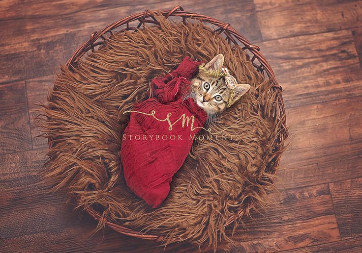 FAMÍLIA FEZ UM BELA SESSÃO FOTOGRÁFICA COM SUA GATA