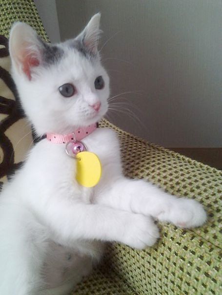Fantastic… Kittens Meowing Song :-)