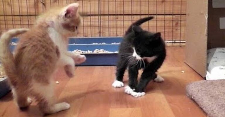 Cuteness Overload With a Group of Foster Kittens Play Fighting