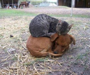 FunnyCatSite