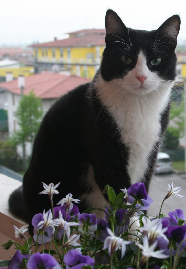 Fritz
