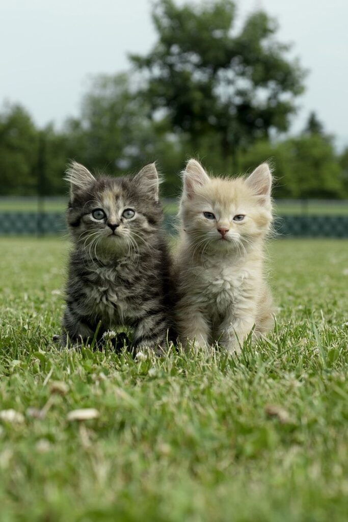 Funny cute kittens are so different