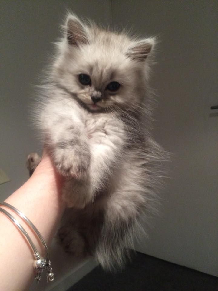 Gatinhos fofos em linha dançando! [FOFURAS