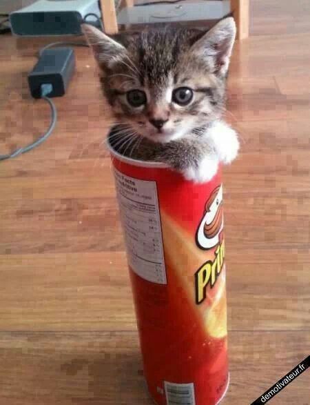 Gatito en lata de patatas…que mono.